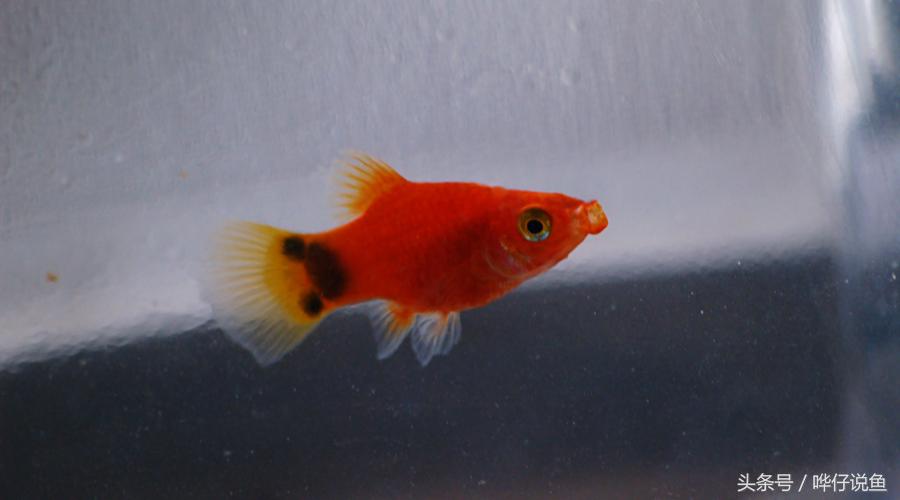 爸爸快看!我在鱼缸里抓到了米老鼠——宠物鱼新手入门小窍门