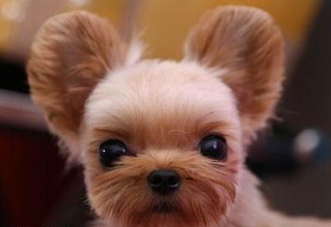 狗贩子买的狗怎么养,狗贩卖行业利润多少