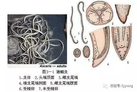 猪寄生虫最佳防治方法,猪寄生虫怎么鉴别图片