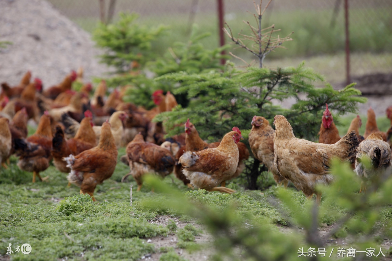 安普霉素养鸡伤肝肾,养鸡小妙招鸡老是啄毛怎么办