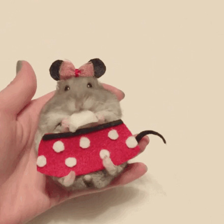 一只萌萌的吃货仓鼠,在角色扮演,还不忘记爪子里的好吃的