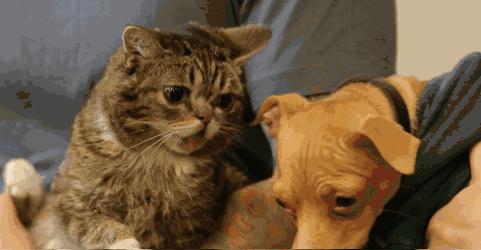 这些宠物都在背LV，你还敢抱怨自己像狗一样累？