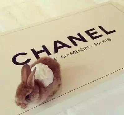 这些宠物都在背LV，你还敢抱怨自己像狗一样累？