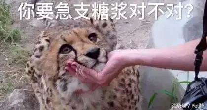 在野外遇到猎豹应该怎么办,遇到野生猎豹可以摸摸吗
