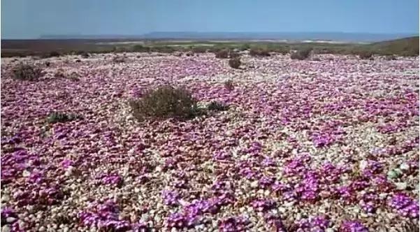 南非秘宝,遗落在世间的宝藏