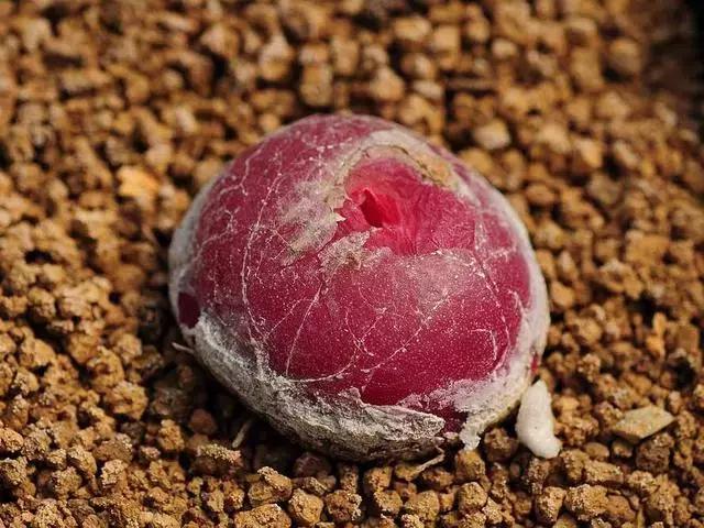 南非秘宝,遗落在世间的宝藏