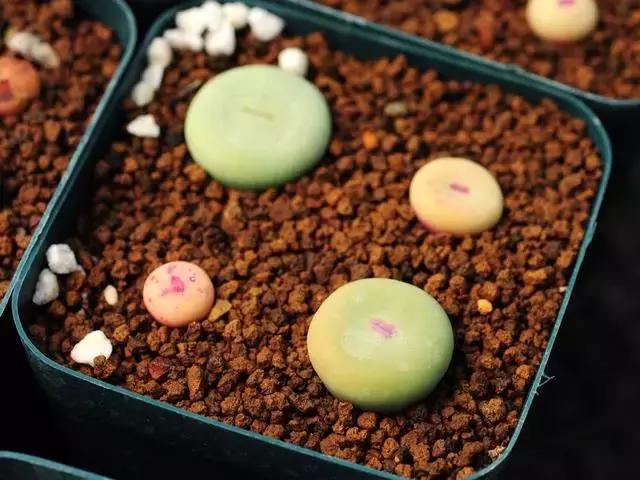 南非秘宝,遗落在世间的宝藏