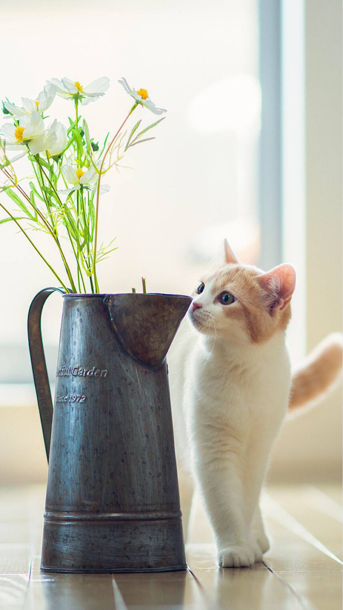 超多高清好看的壁纸,归来的奥特曼壁纸