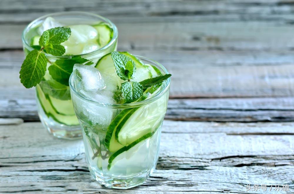 薄荷养法,薄荷不能长太高