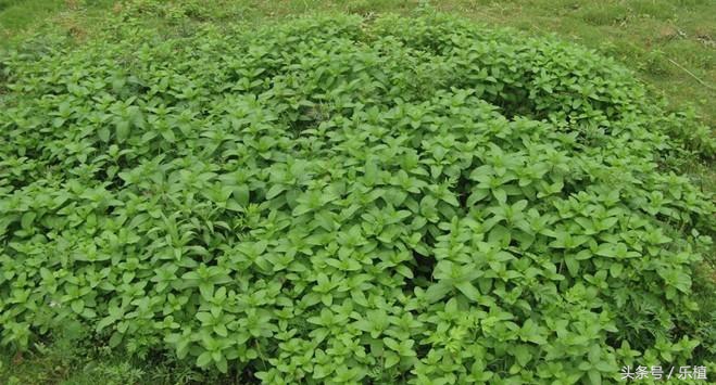 薄荷养法,薄荷不能长太高