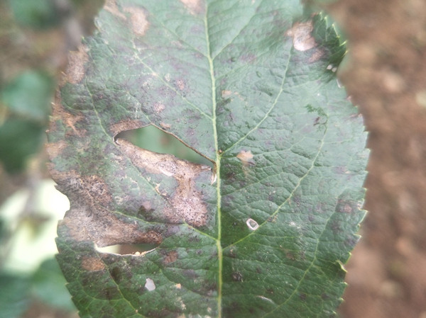 苹果叶子有黑色斑点什么情况?教你4种方法防治!