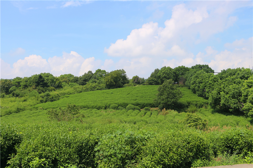 品山水美景房子,品农家菜