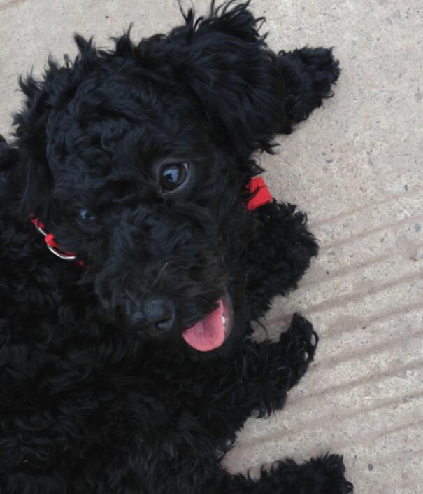 黑色泰迪更活泼,黑色泰迪和灰色泰迪配会出什么色