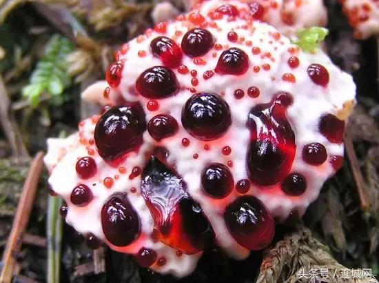 10种最奇特的蘑菇,中国最罕见的蘑菇是什么菇