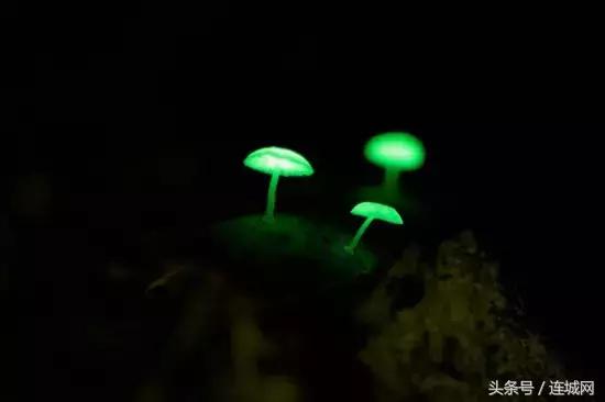 10种最奇特的蘑菇,中国最罕见的蘑菇是什么菇