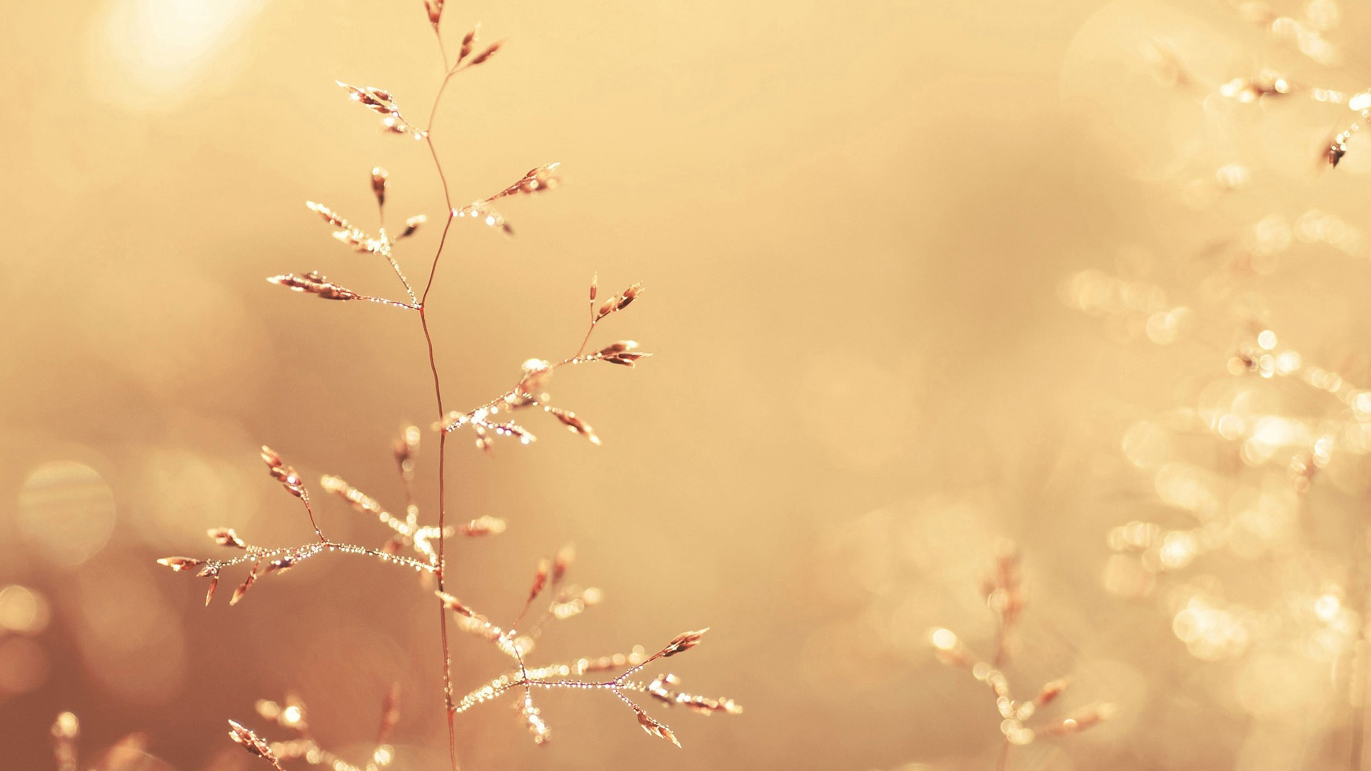 立秋后要注意三不睡三不做三要吃,秋季养生三要三不要