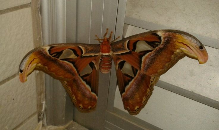 揭秘五种地球上最强大的昆虫,地球上远古已灭绝的昆虫