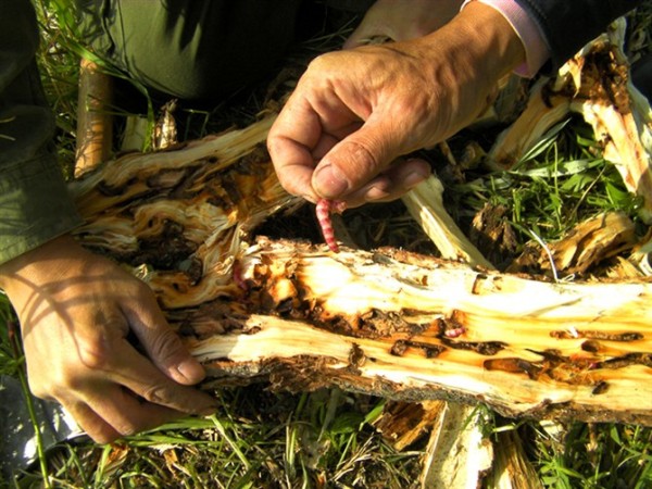 这些美味的虫子你敢吃吗,盘点可以吃的虫子