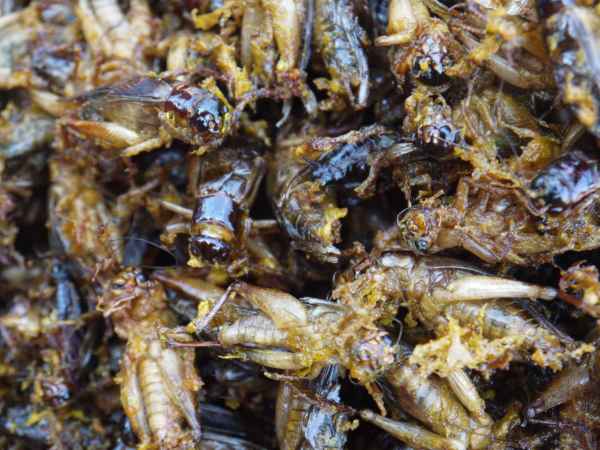 这些美味的虫子你敢吃吗,盘点可以吃的虫子