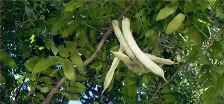 在这凉意渐生的季节里,吃一碗纯天然皂角米最滋补!