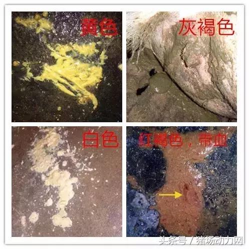 腹泻小知识图文,治疗腹泻小妙招