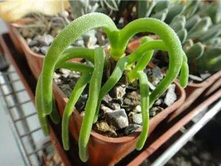 多肉徒长却更好看,多肉徒长更好看