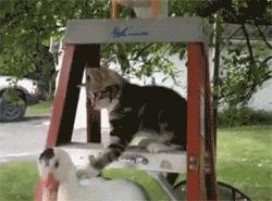 猫笑起来多可怕,猫笑的样子和正常样子