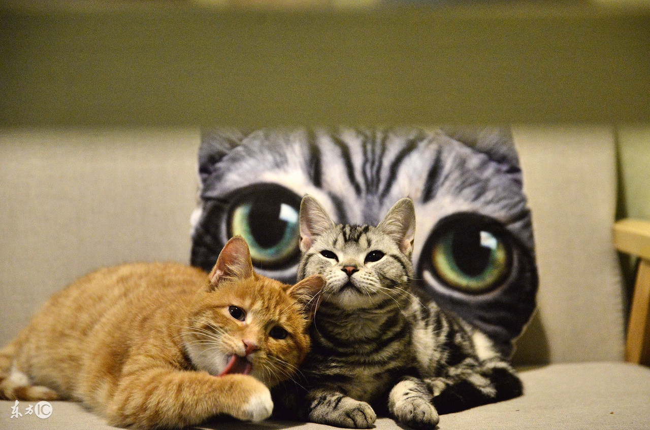 主人不在家怎样让猫咪不无聊,主人不在家猫咪怎么度过