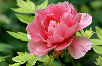 芍药养血生发吗,芍药甘草汤养血