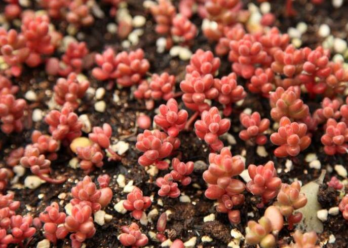 多肉徒长却更好看,多肉徒长更好看