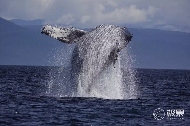 索尼黑卡相机哪一款最新最好,索尼黑卡测评哪一代拍人像好看