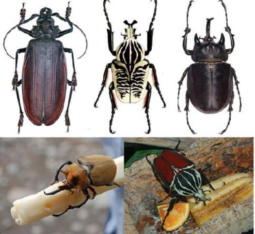 揭秘五种地球上最强大的昆虫,地球上远古已灭绝的昆虫