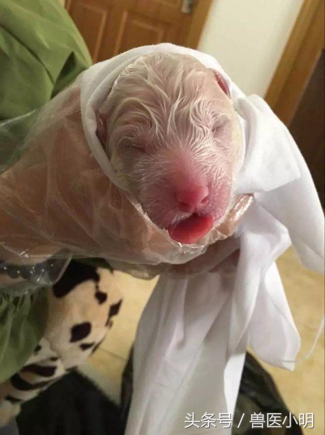 萨摩耶狗生小狗过程,萨摩耶生产前征兆