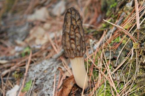 小伙种植800亩羊肚菌,小伙种羊肚菌