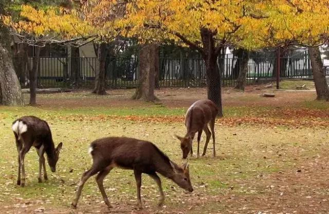 最全旅行干货,日本的干货