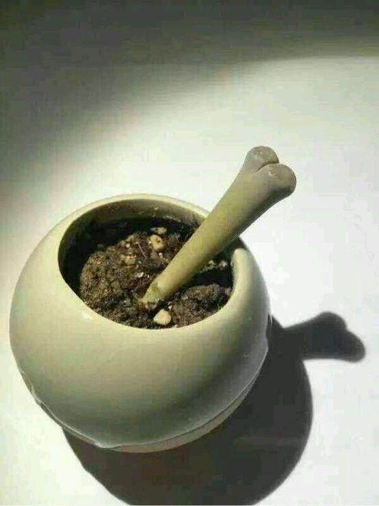 多肉徒长却更好看,多肉徒长更好看