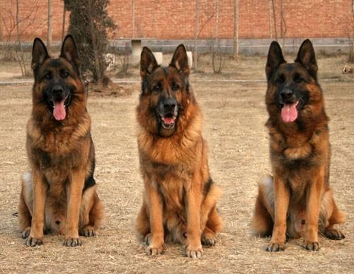 饲养德国牧羊犬要注意事项,饲养德牧