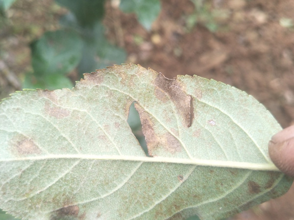 苹果叶子有黑色斑点什么情况?教你4种方法防治!
