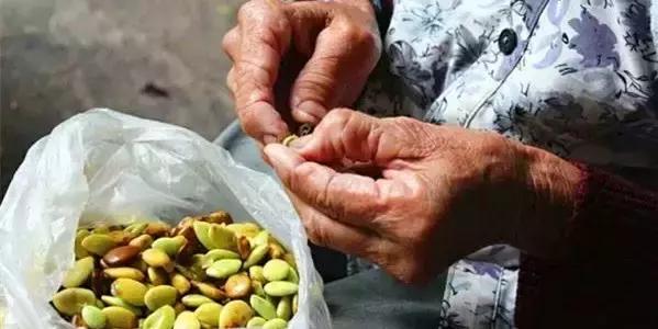 在这凉意渐生的季节里,吃一碗纯天然皂角米最滋补!