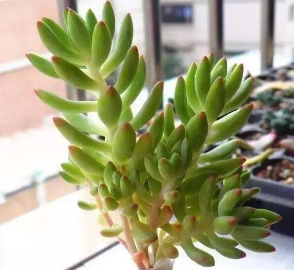 多肉徒长却更好看,多肉徒长更好看