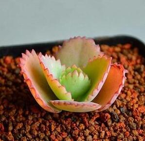 多肉徒长却更好看,多肉徒长更好看