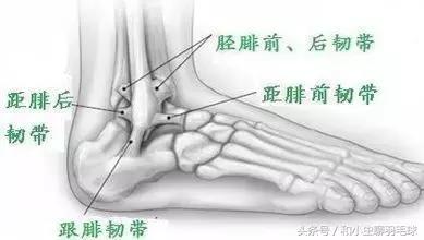 打羽毛球脚踝扭伤会骨折吗,预防脚踝扭伤羽毛球训练方法