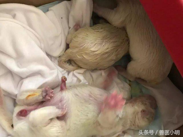 萨摩耶狗生小狗过程,萨摩耶生产前征兆