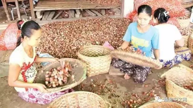 洋葱价格暴涨原因,洋葱价格不断飙升