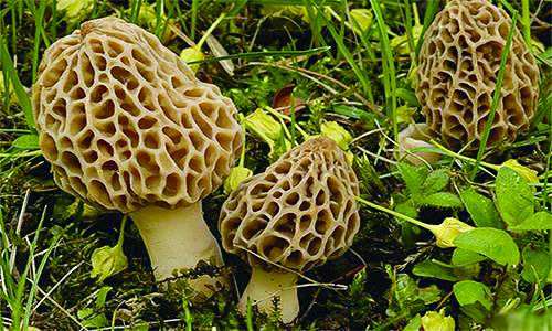 小伙种植800亩羊肚菌,小伙种羊肚菌