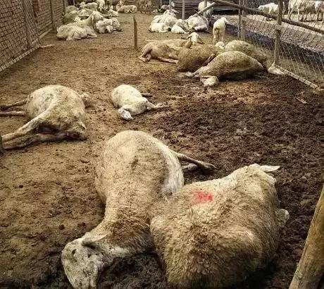 放心吃，经市管局检查，余庆没有“毒大葱”