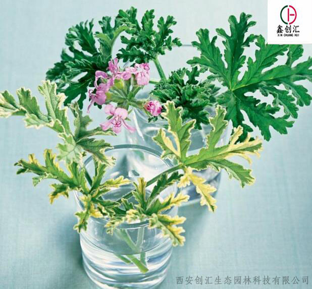 驱蚊草治蚊子最好的方法,驱蚊草的管理