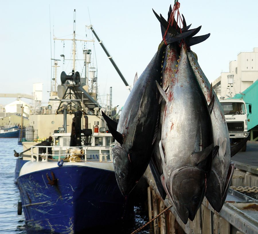 好养好吃的海鱼有哪些,哪些海鱼既好吃但又不能养殖
