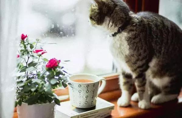 蓝猫黑下巴治疗方法,猫咪黑下巴和口腔健康