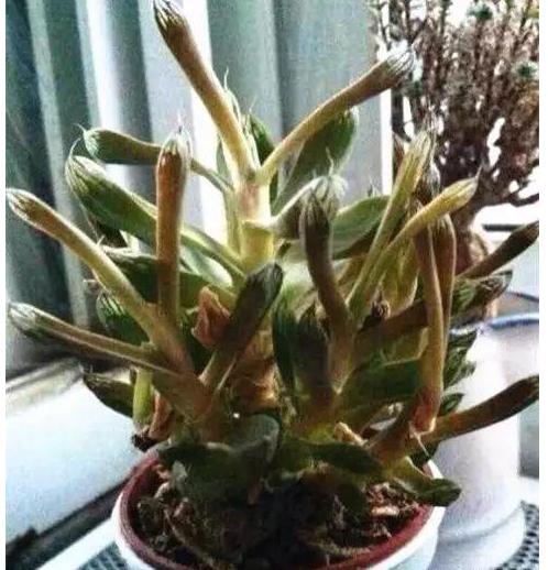 多肉徒长却更好看,多肉徒长更好看